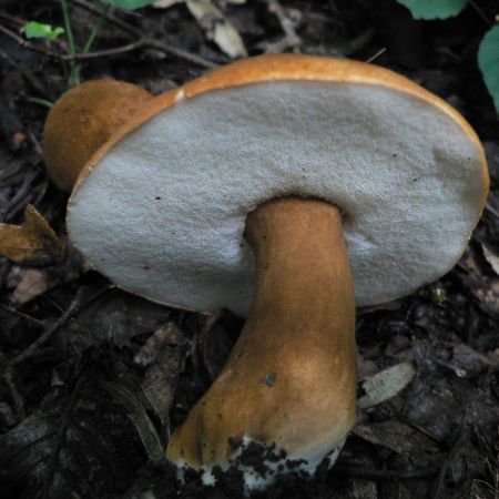 Boletus crocipodius